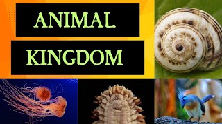 Animal Kingdom part 1Classification of different phylumNCERTTGT SCIENCEDIFFERENT PHYLUM OF ANIMA [upl. by Lief]