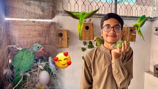 Green Parrot🦜Baby Ko Big Green Parrot Sa Milwa Diya 🥰✨ [upl. by Adlemy]