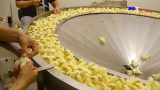 See How This Machine Removes Chicken From Eggs In Seconds Efficient Manufacturing Process 2021 [upl. by Esirahc377]