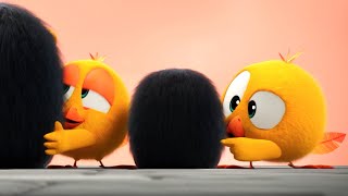 Wheres Chicky  Funny costume  Cartoon Collection in English for Kids  New episodes [upl. by Ailimaj536]