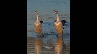 Beautiful grebes dance together in golden hour light clarkesgrebe westerngrebe greberush [upl. by Posner]