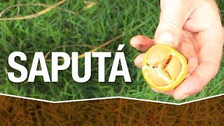 A Fruta Caramelo SAPUTÁ ou SAPUTÁAÇU Peritassa laevigata [upl. by Nodyarg]