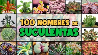 100 PLANTAS SUCULENTAS y su NOMBRE CIENTÍFICO [upl. by Ofella]