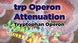 trp Operon Attenuation [upl. by Frear744]