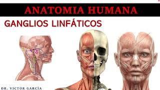 Ganglios Linfáticos  Anatomía Humana en Odontología [upl. by Murrell]