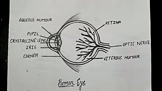 How To Draw Human Eye Diagram  Eye Diagram Step By Step  Class 10 Science  Physics  NCERT [upl. by Aslehc859]