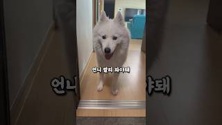 출근하는 견주 맴찢 🥹 강아지 samoyed 반려견 samoyedpuppy 강아지브이로그 samoyedclub самоед puppy samoyedsofig [upl. by Ahsinroc]