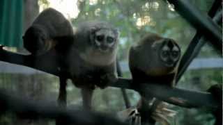 Owl Monkey research by FIU students [upl. by Newol]