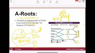 Brachial plexus [upl. by Georgia]