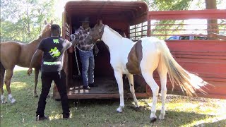 Unloading Singlefoot Saddle Horses of Douglassville Show Stoppers [upl. by Agn748]