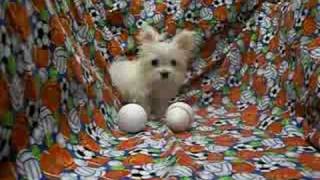 Smallest Adult Dog in the world Micro Tiny Teacup MaltiPoo [upl. by Jutta435]