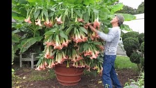 Angels Trumpet Cuttings for Propagation  new Brugmansia hybrid [upl. by Nnaegroeg]