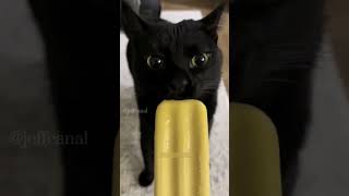 Omg shortvideo funny funnypetschannel funnyanimals cat funnypetslife pets [upl. by Pooley]