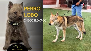 Conociendo al Perro Lobo Y Cane Corso Cane Deluxe [upl. by Ronny]