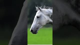 Grey dapples horse Grey Dapple Horse [upl. by Nilyad691]