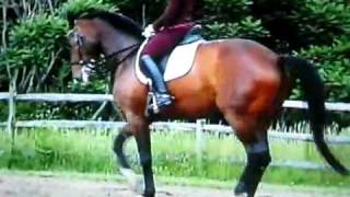 Dressur dressage [upl. by Tap]