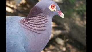 Découvrez le chant unique du pigeon ramier à cou rouge [upl. by Sandeep]