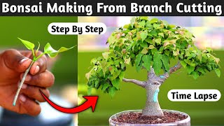 Bonsai Making From Branch Cutting [upl. by Ibur]