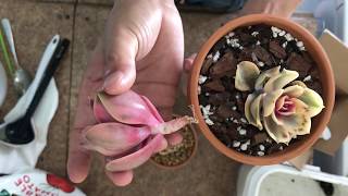 Echeveria Rainbow care guide [upl. by Wiatt774]