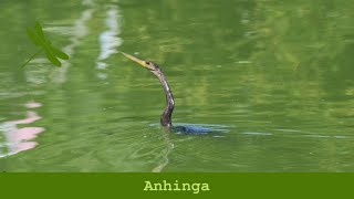 Anhinga [upl. by Toinette]