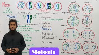 Meiosis  stages of meiosis  class 12 [upl. by Newton387]