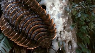 Arthropleura  Le Plus Gros Arthropode Qui Ait Jamais Existé  Documentaire [upl. by Brantley]