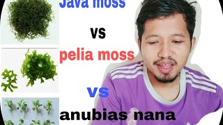 Java mos vs pelia mos vs anubias Nana mini [upl. by Aiveneg]