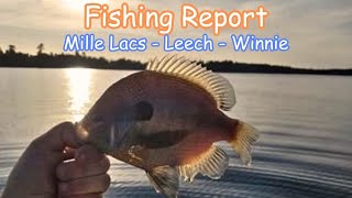 Minnesota Fishing Report  Mille Lacs Lake Leech Lake and Lake Winnie 062923 [upl. by Tertius351]