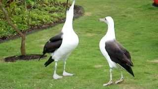 Laysan Albatross Courtship Dance [upl. by Roarke]