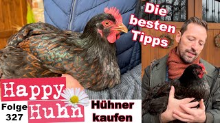 Hühner kaufen  Die besten Tipps  Züchter finden  Gesunde Hühner erkennen HAPPY HUHN E 327 hühner [upl. by Nalepka]