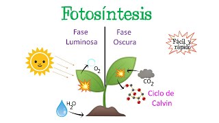 🌿Fotosíntesis  Fase Luminosa y Oscura  Ciclo de Calvin🌞 Fácil y Rápido  BIOLOGÍA [upl. by Anivlis]