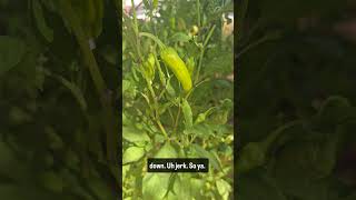 Hornworms in the Pepper Patch [upl. by Enitsugua]