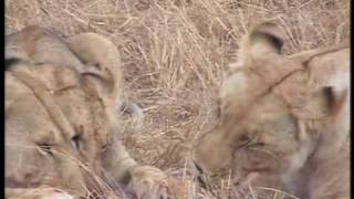 A Mother Giraffes Revenge  Porini Lion Camp Masai Mara Kenya [upl. by Nywrad777]