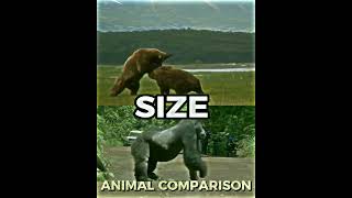 GRIZZLY BEAR VS SILVERBACK GORILLA  animals edit wildlife [upl. by Zined208]