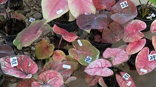 SALE CALADIUM MURCE🔥🤩 [upl. by Hulton]