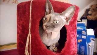 KatzenVideo Yoda amp Mourka 4  Nacktkatze amp Flauschball  Sphynx [upl. by Laamaj]