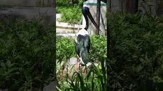 Shoebill stork performing a mating call 😳 [upl. by Hainahpez14]