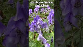 Aconitum senanense var incisum aconitum monkshood perennial flowers plants garden fleurs [upl. by Deaner187]