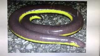 Caecilians What are they [upl. by Ahtera]