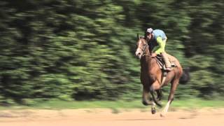 MÉTIERS Cavalier dEntrainement et Jockey  Ecole des courses Hippiques  AFASEC [upl. by Fowler]