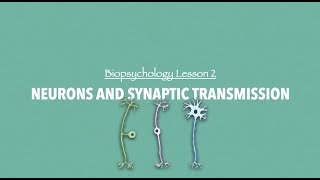 ALevel Psychology AQA Neurons and Synaptic Transmission [upl. by Ocirederf]