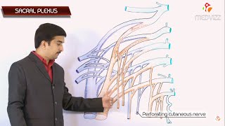 THE SACRAL PLEXUS Gross anatomy  Dr G Bhanu Prakash Usmle Animated Lectures [upl. by Adnoral]