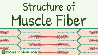 Structure of a Skeletal Muscle Fiber  Sarcomere Thick filament Thin filament Actin Myosin etc [upl. by Llechtim]