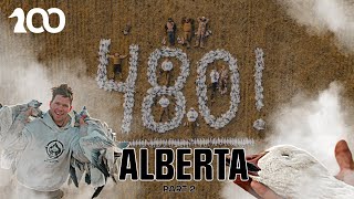 480 Birds in 90 Minutes Alberta Part 2 [upl. by Boaten]