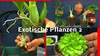 Exotische Pflanzen der Ratgeber schlau TV im Reich der Pflanzen Teil 2 [upl. by Soinotna258]