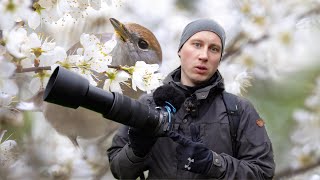 Vögel mit Blüten fotografieren  Canon R10  RF 100400 [upl. by Aniratak]