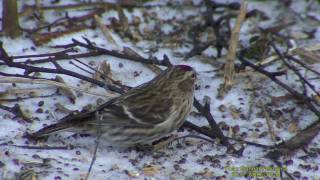 GRÅSISKA Common Redpoll Carduelis flammea Klipp  510 [upl. by Aneehsram]