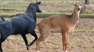 why Nilgai so excited every time nilgaiexcited [upl. by Enalda]