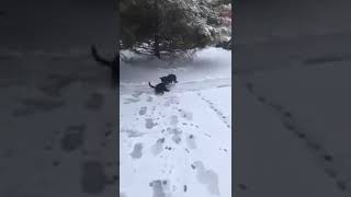 Dog Saves Cat from freezing [upl. by Miuqaoj]