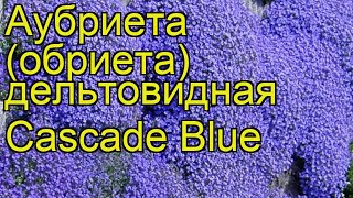 Аубриета дельтовидная Каскад блю Краткий обзор описание aubrieta deltoidea Cascade Blue [upl. by Oliva]